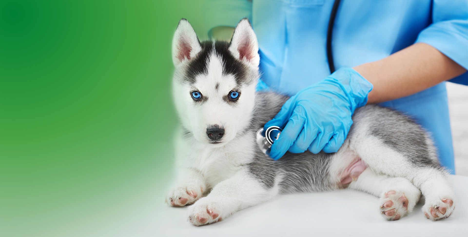 badania genetyczne 
dla psów